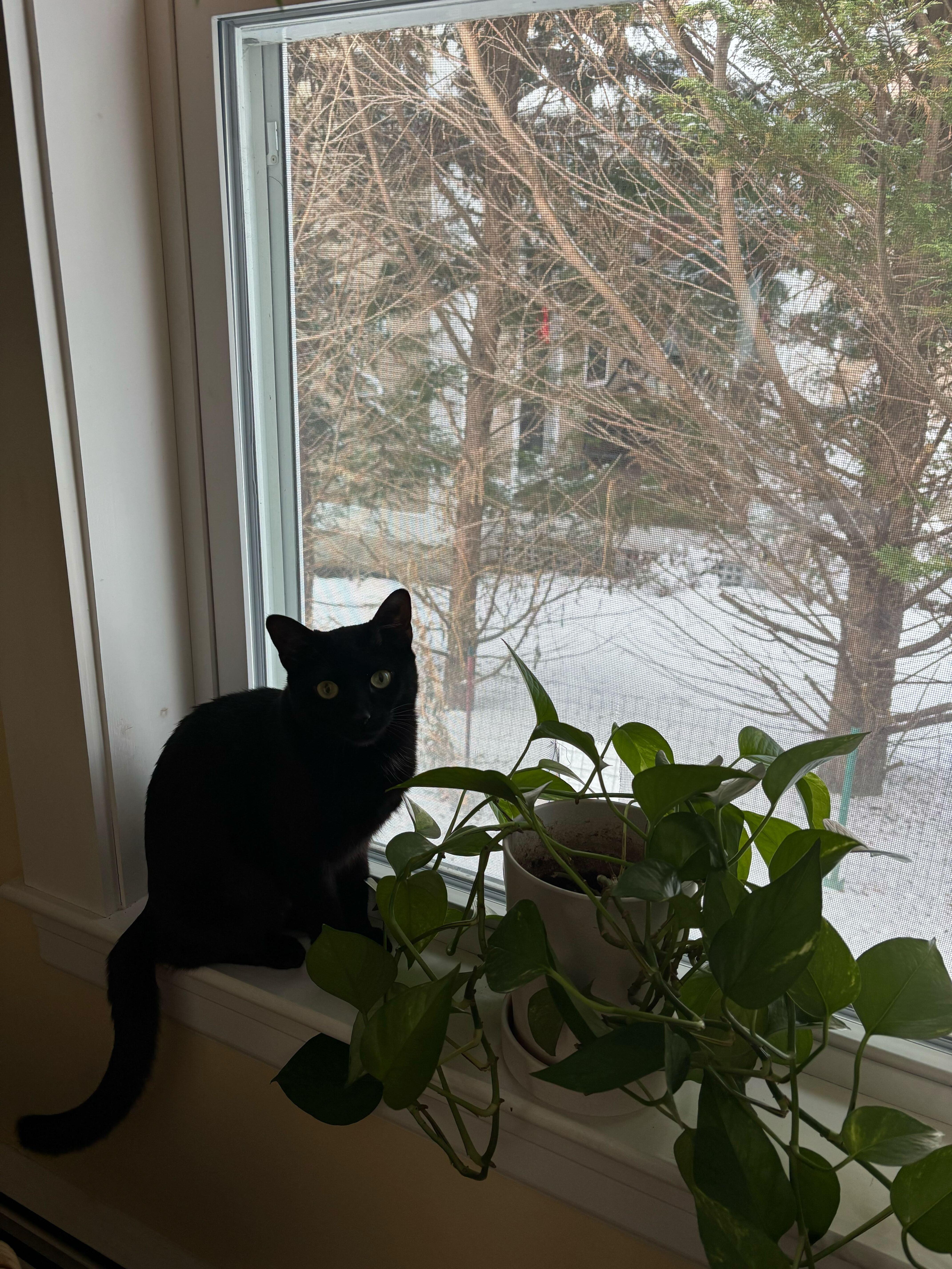 Minnie, a Adoptable Domestic Short Hair in Waltham, MA image 3/4