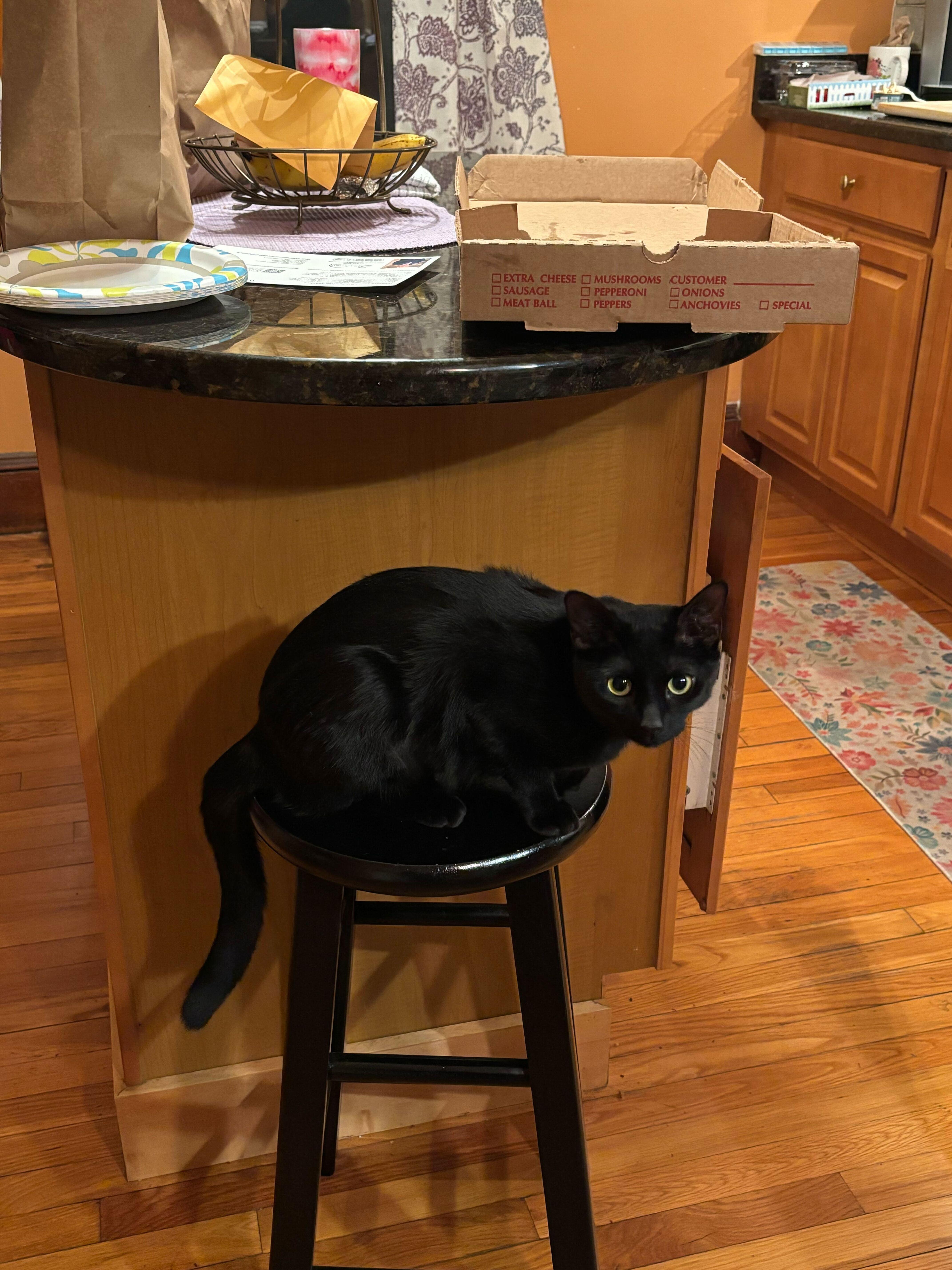 Minnie, a Adoptable Domestic Short Hair in Waltham, MA image 2/4