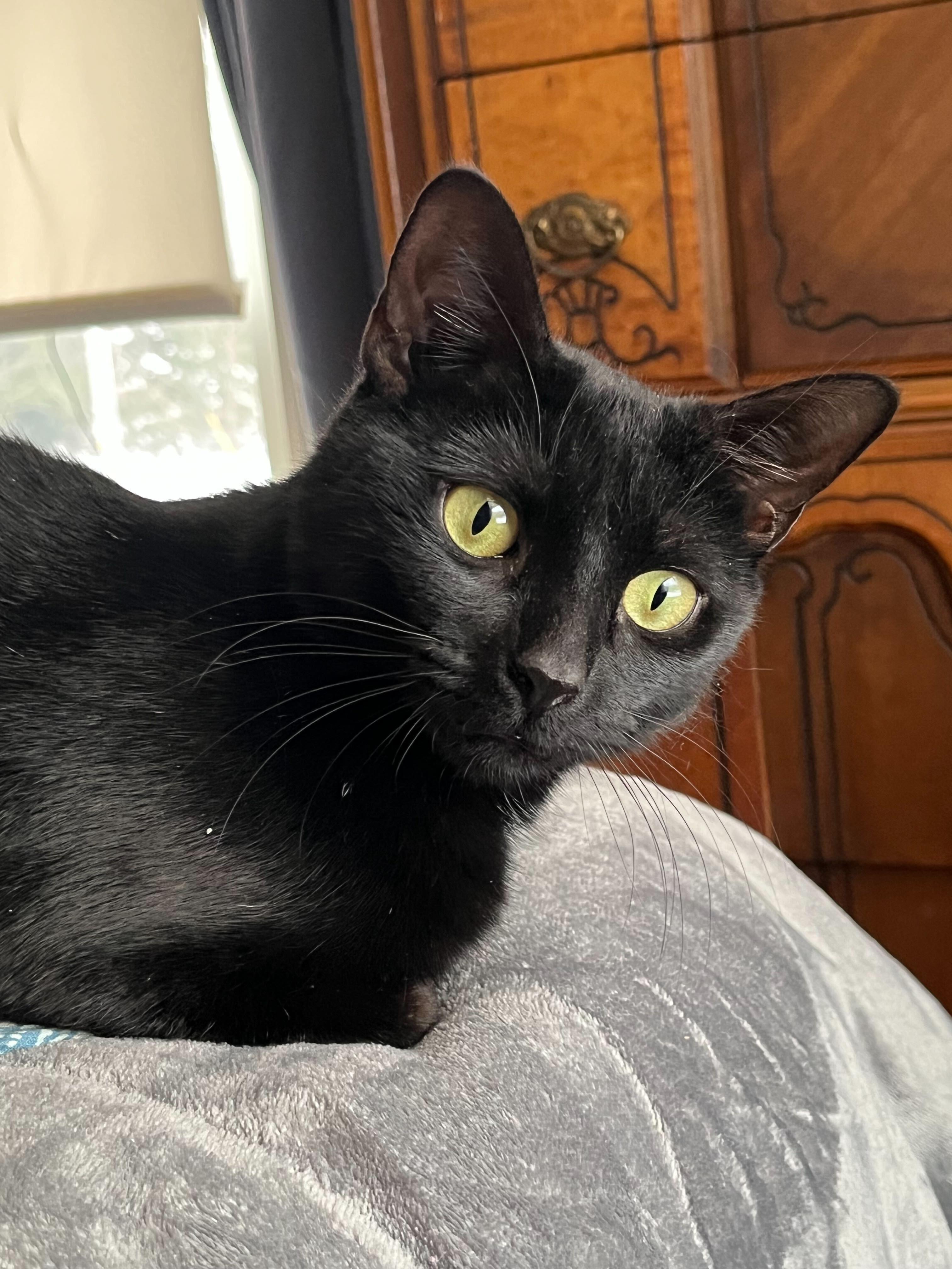 Minnie, Adoptable, Young Female Domestic Short Hair.