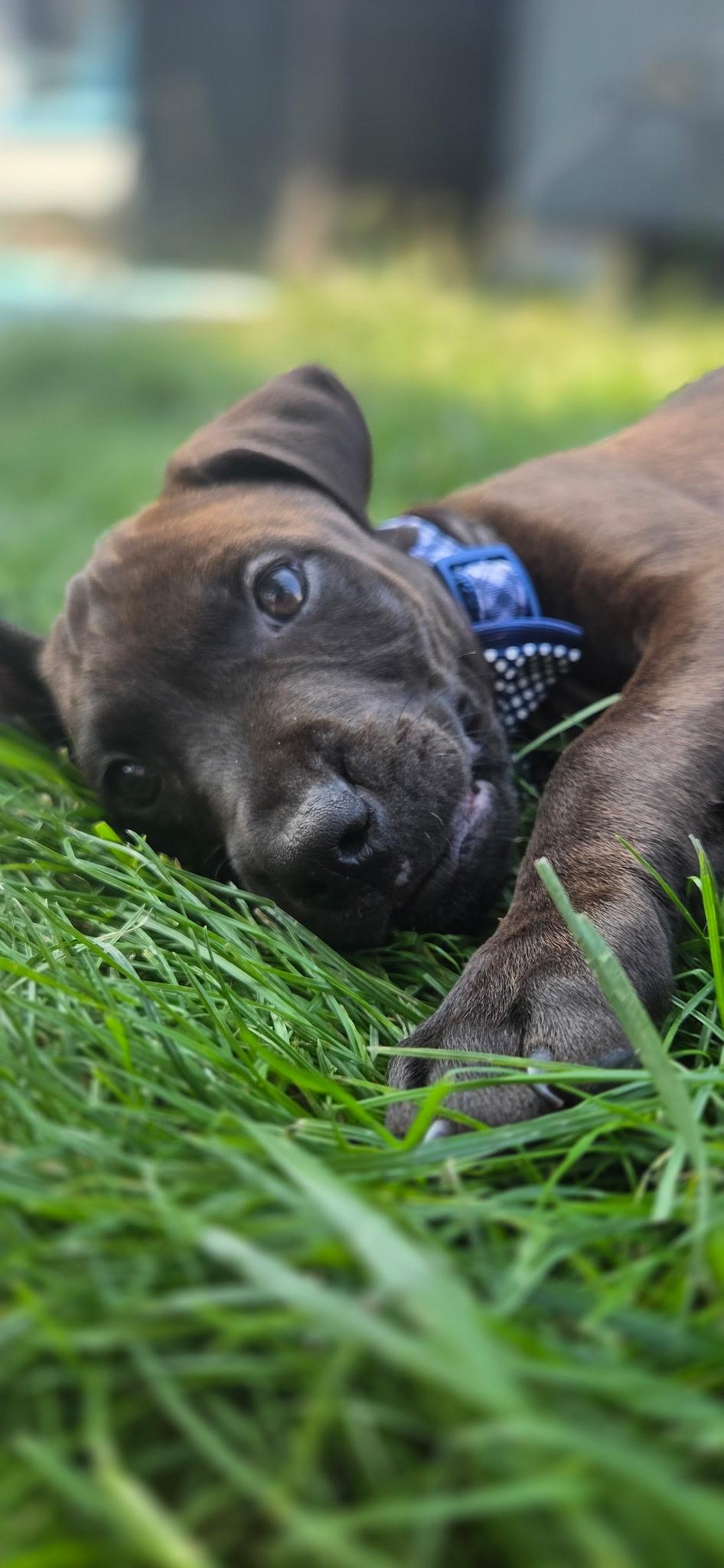 Enlarge Buzz, a ADOPTABLE mixed breed in Salem, OR image 4/4