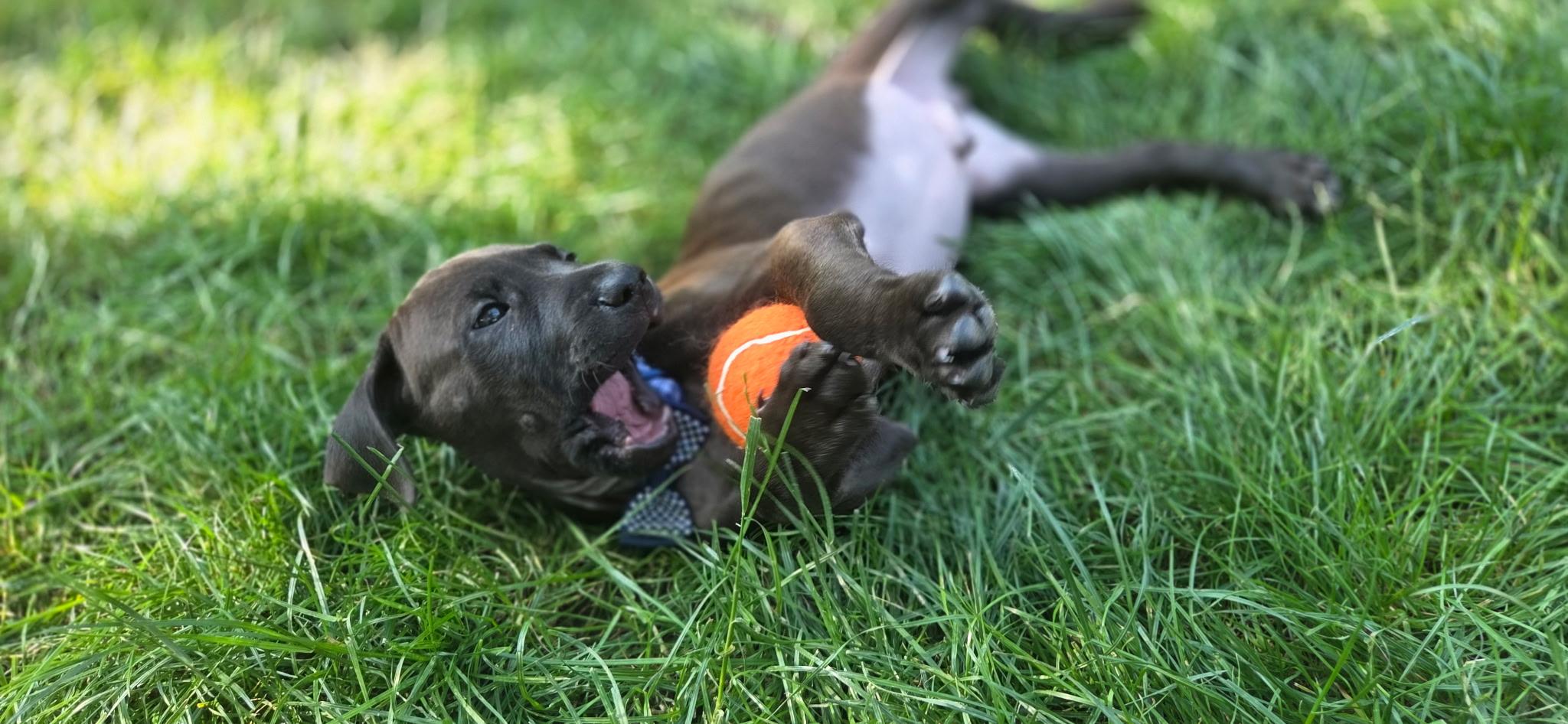 Enlarge Buzz, a ADOPTABLE mixed breed in Salem, OR image 3/4