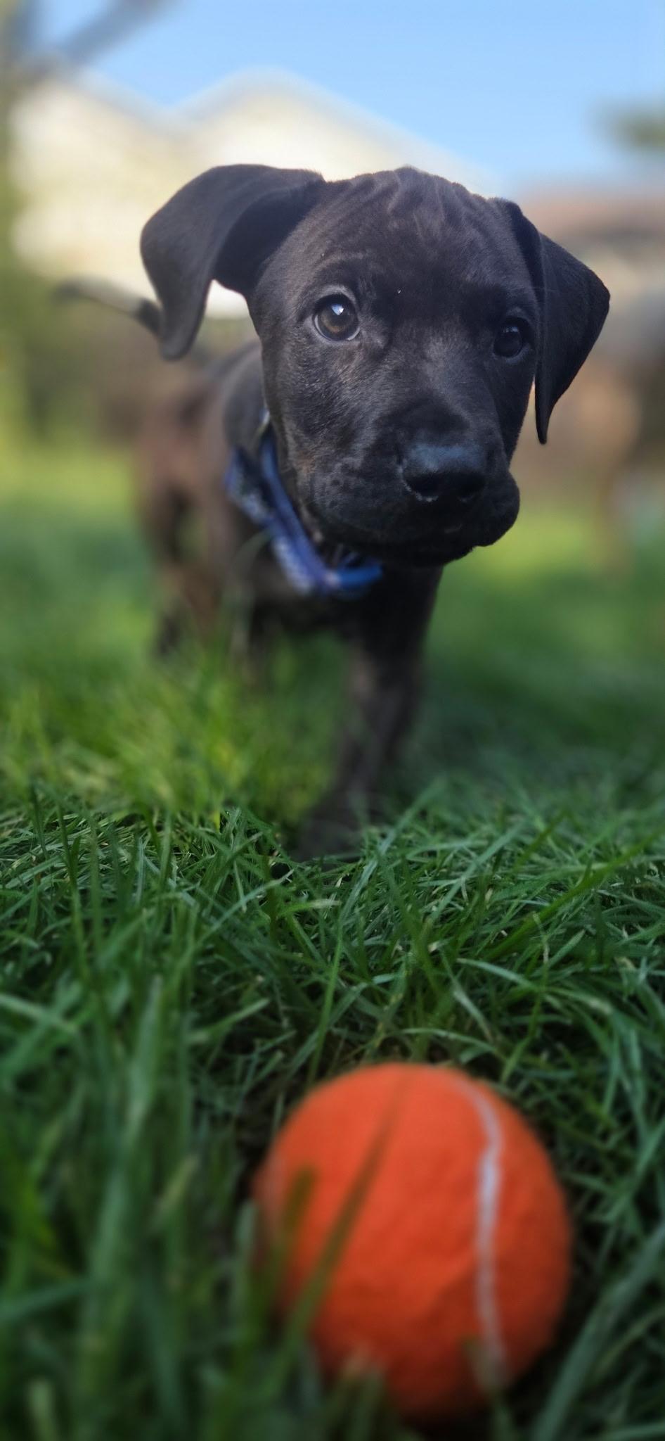 Enlarge Buzz, a ADOPTABLE mixed breed in Salem, OR image 2/4