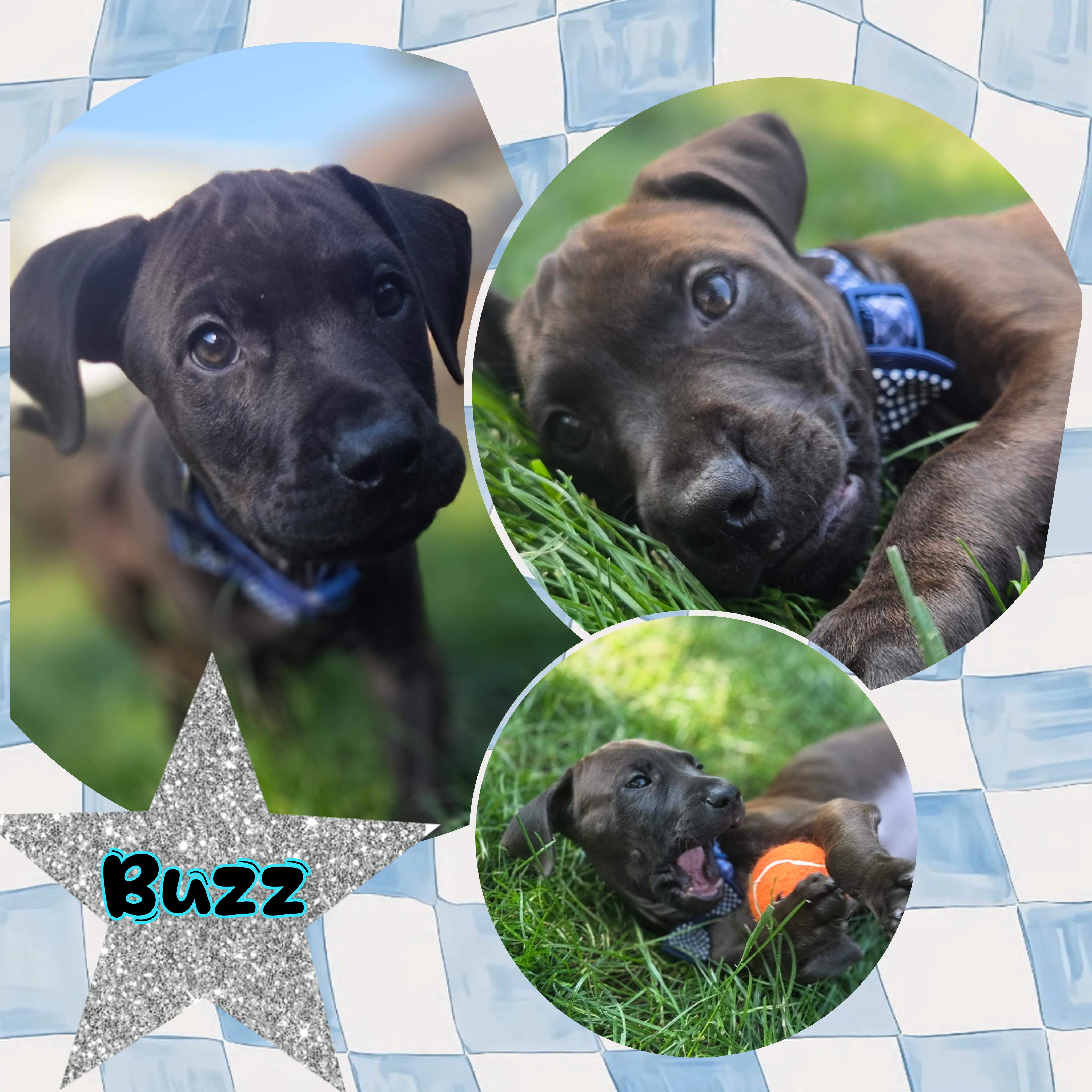 Buzz, ADOPTABLE, Puppy Male Labrador Retriever & Pit Bull Terrier.