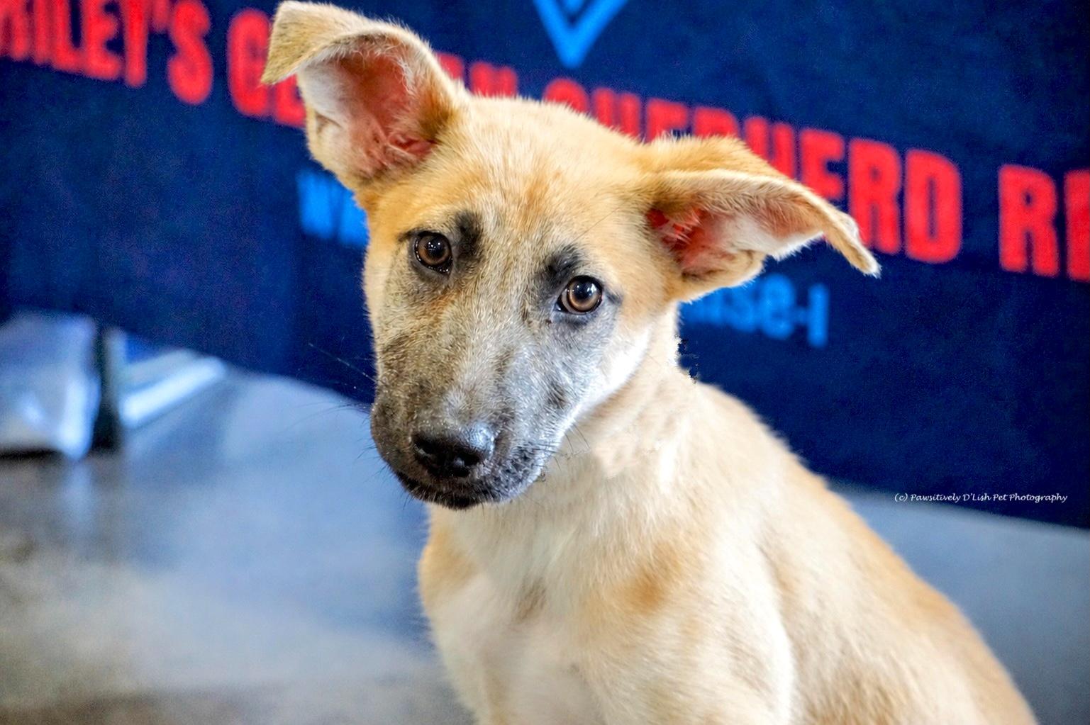 Reece, ADOPTABLE, Puppy Male Mixed Breed.