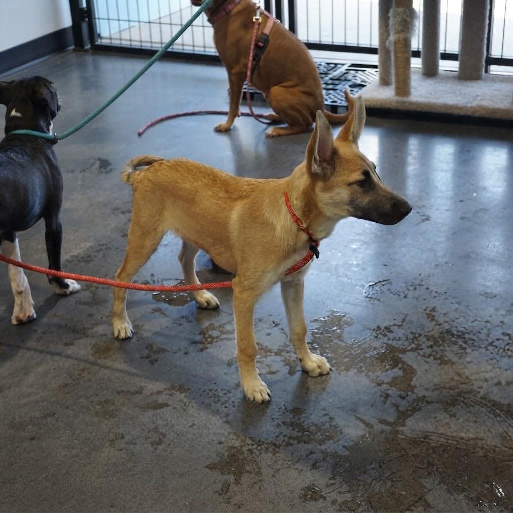 Enlarge Reece, a ADOPTABLE mixed breed in Cave Creek, AZ image 4/4