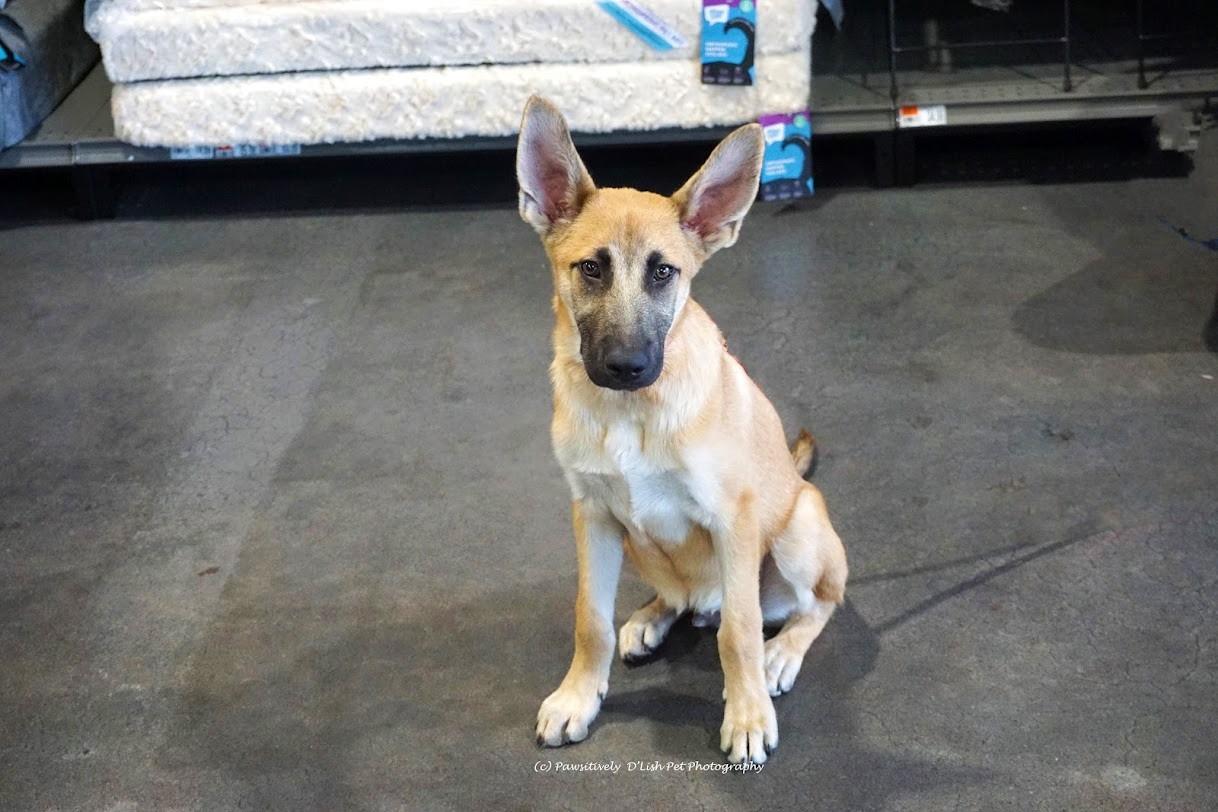 Enlarge Reece, a ADOPTABLE mixed breed in Cave Creek, AZ image 3/4