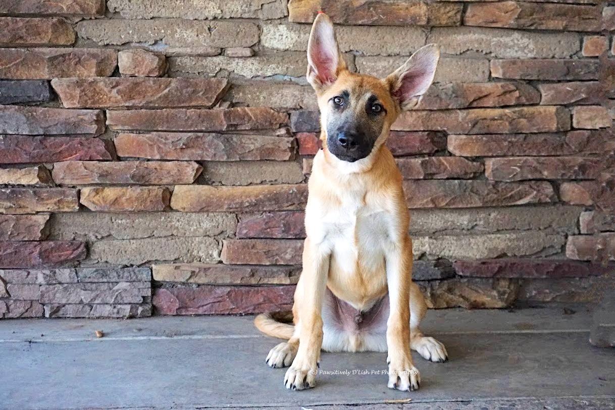 Enlarge Reece, a ADOPTABLE mixed breed in Cave Creek, AZ image 1/4