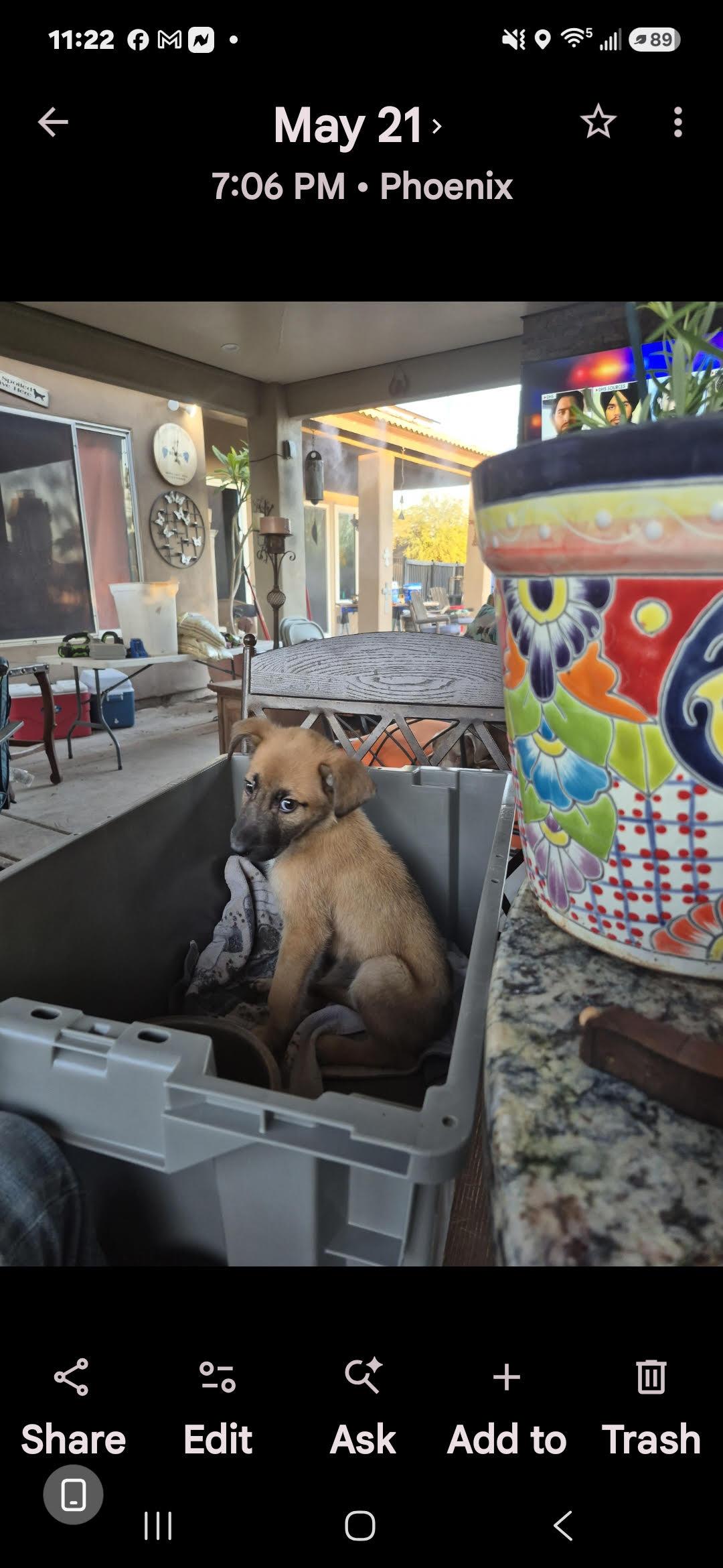 Reece, ADOPTABLE, Puppy Male Mixed Breed.
