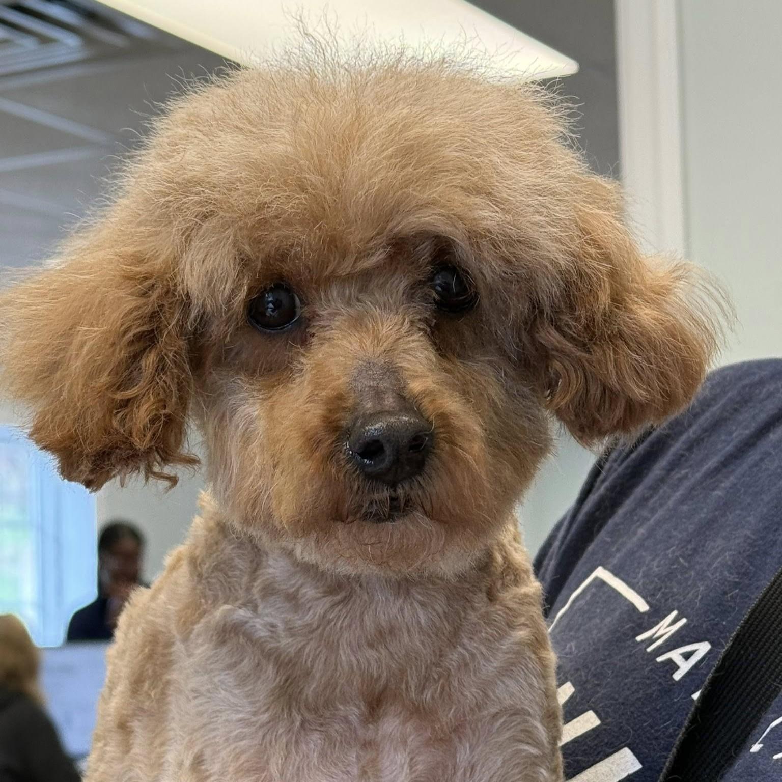 Enlarge Strawberry, an adopted Miniature Poodle in Phoenixville, PA image 3/4