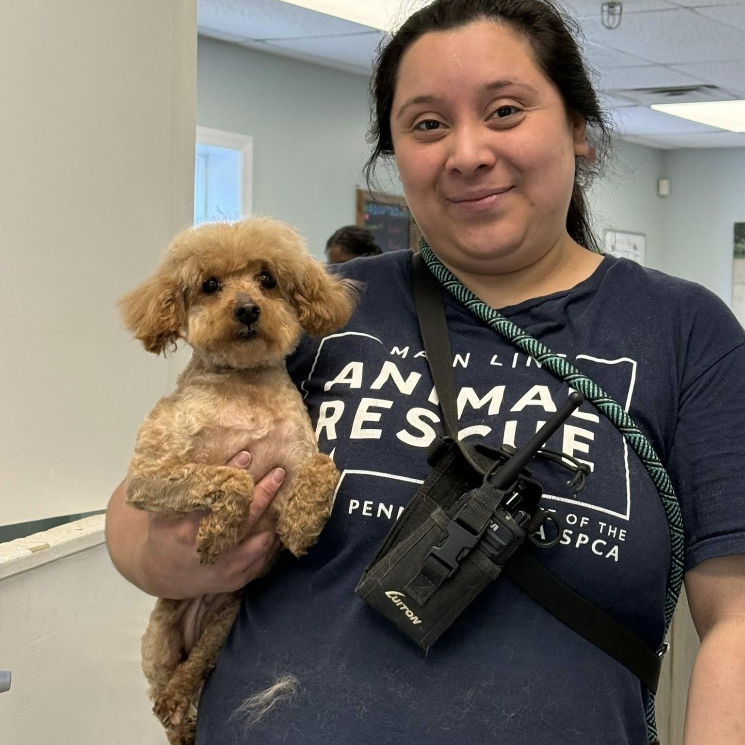 Enlarge Strawberry, an adopted Miniature Poodle in Phoenixville, PA image 2/4