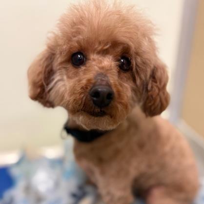 Enlarge Strawberry, an adopted Miniature Poodle in Phoenixville, PA image 1/4