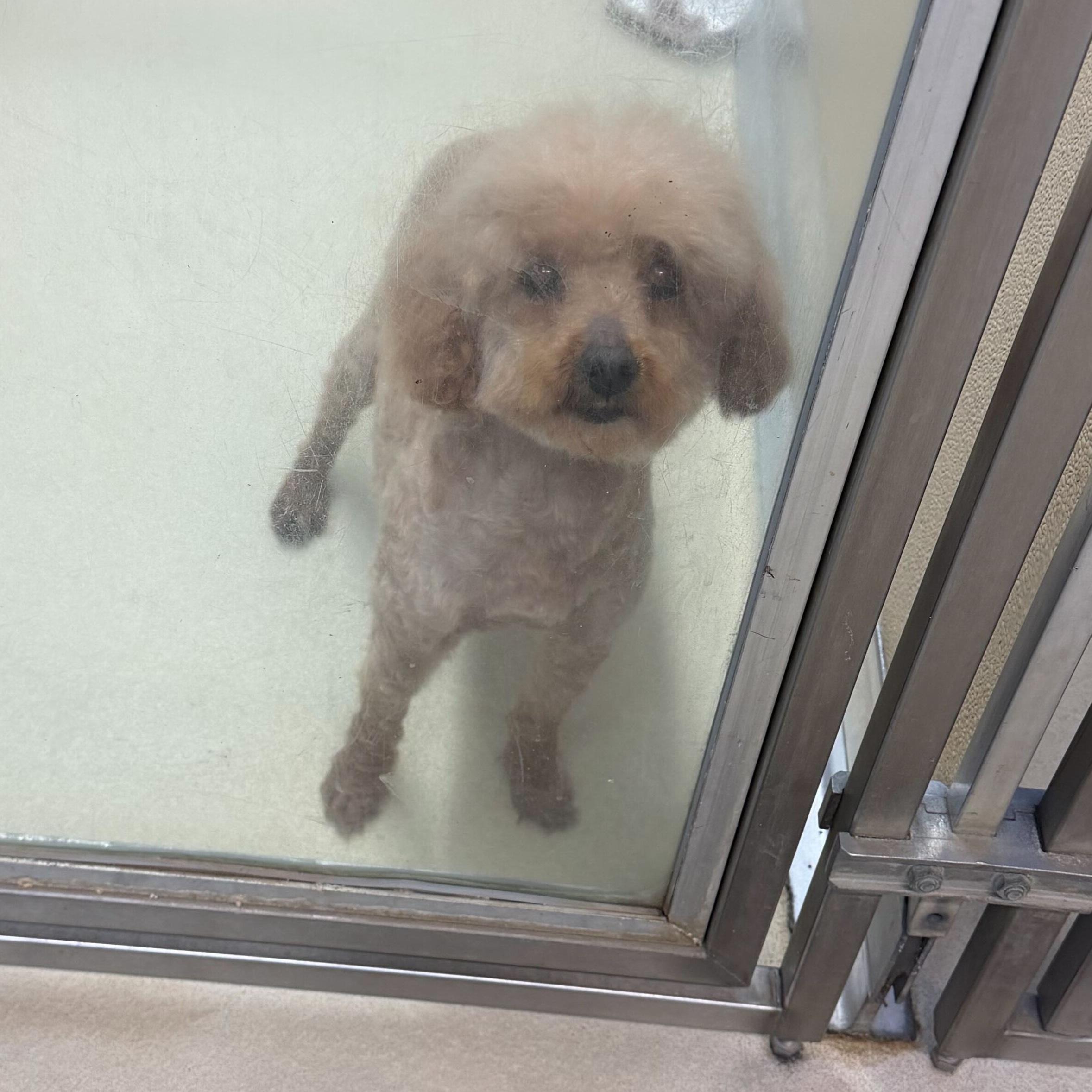 Enlarge Strawberry, an adopted Miniature Poodle in Phoenixville, PA image 4/4