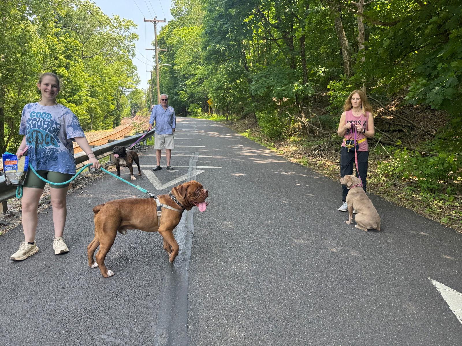 Sheeba, a Adoptable mixed breed in New Hope, PA image 1/3