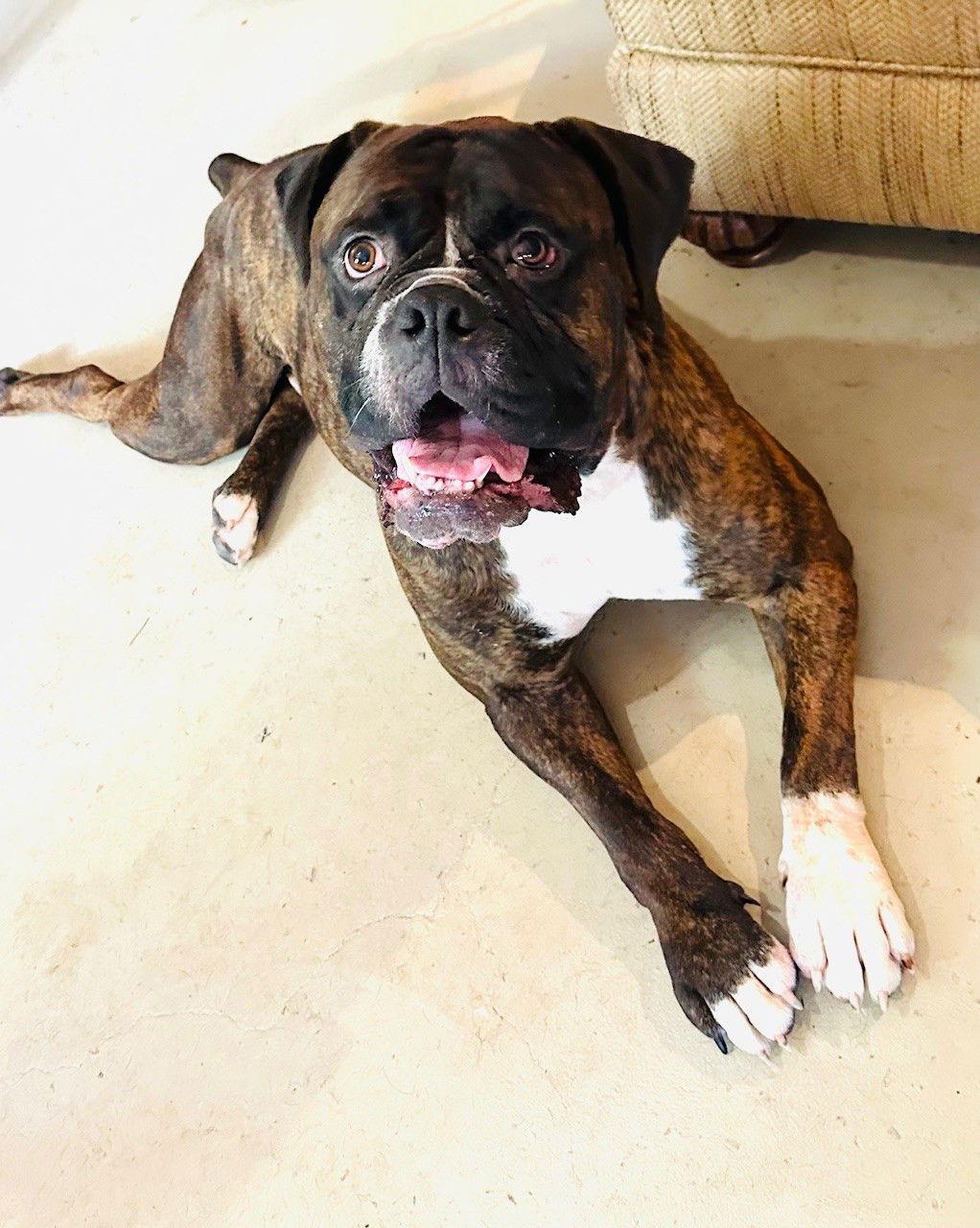 Sheeba, a Adoptable mixed breed in New Hope, PA image 2/3