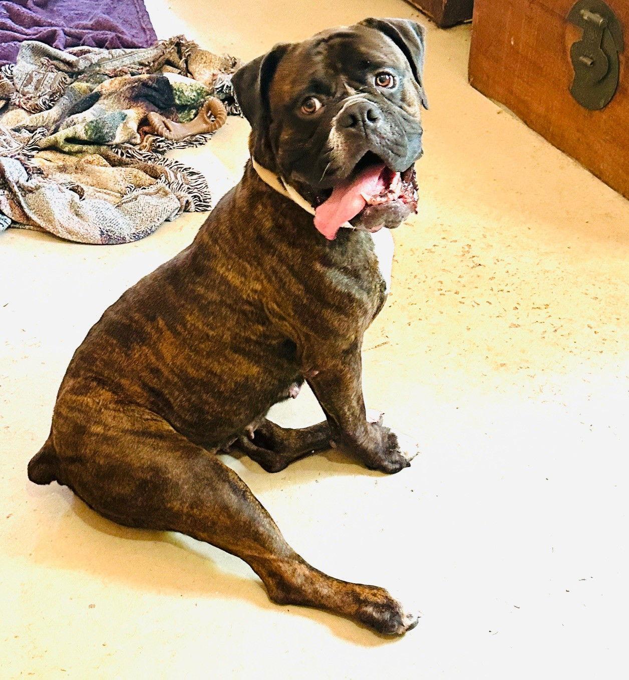 Sheeba, a Adoptable mixed breed in New Hope, PA image 3/3