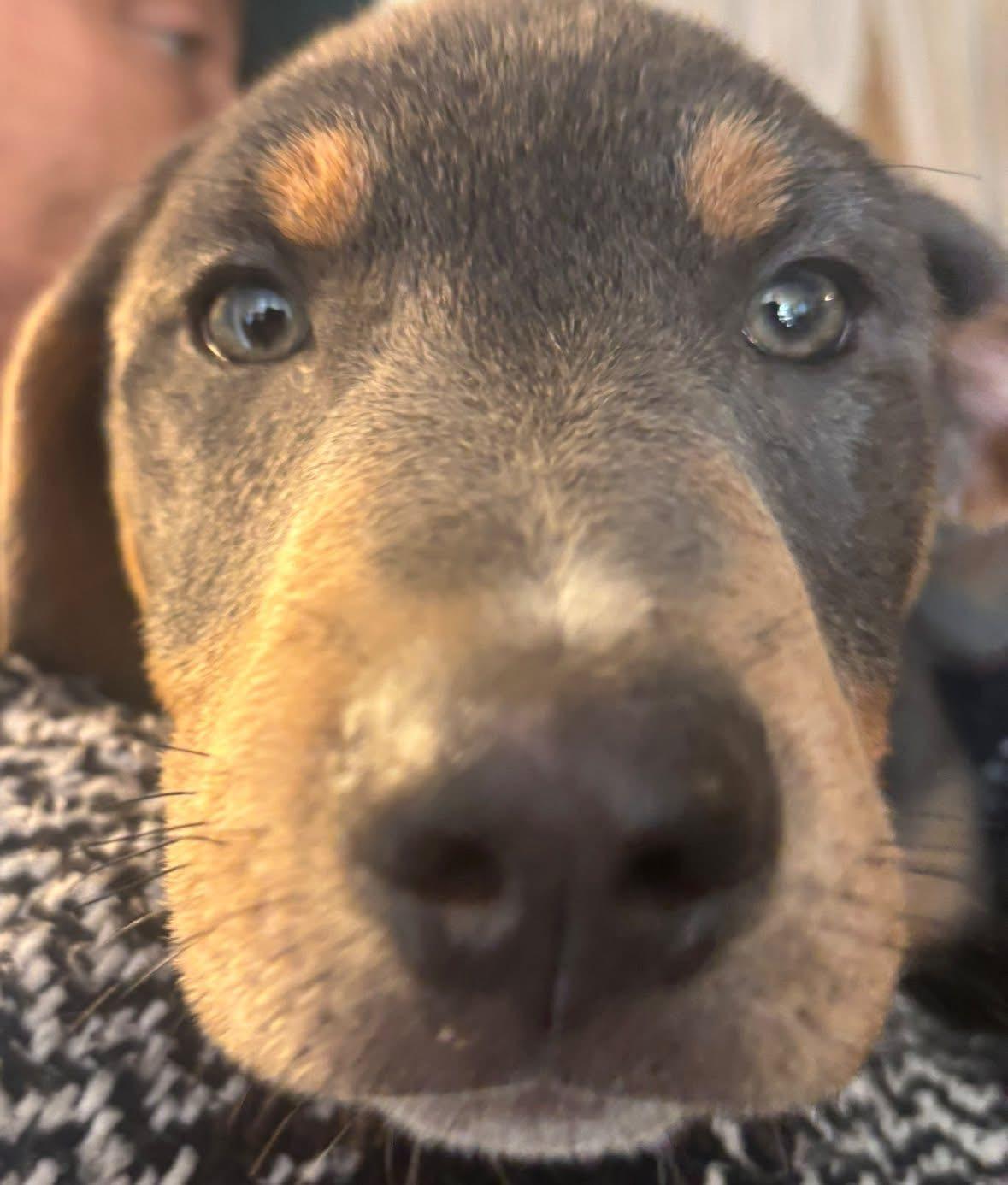 Ross, Baby Male Black Labrador Retriever