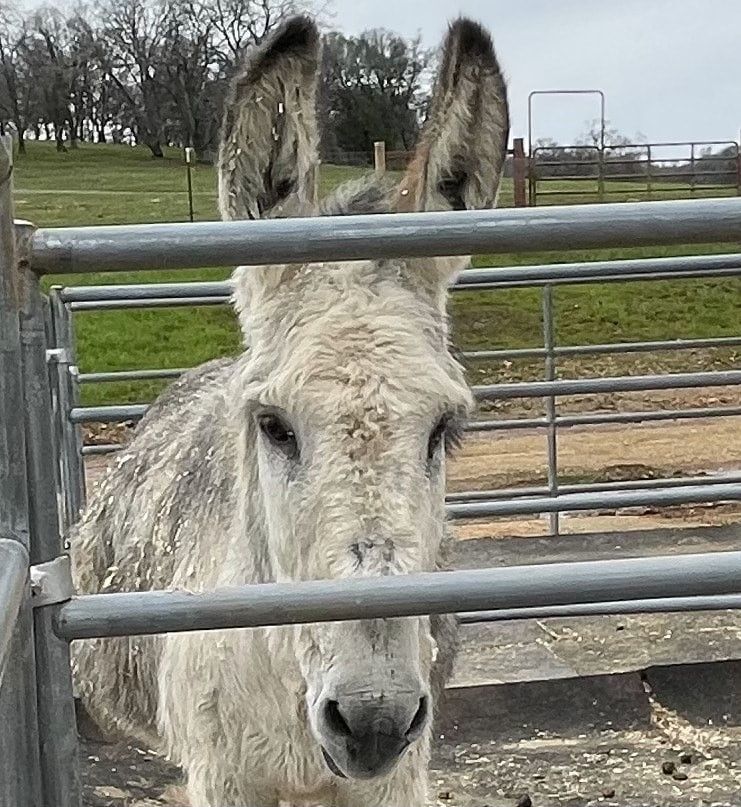 LAINEY - Jenny/Gray/Burro - NonRiding Companion, Adopted, Senior Female Grade.