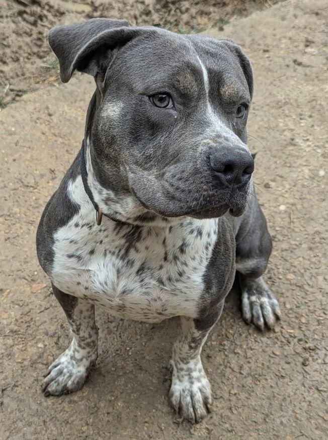 Shelly, a Adoptable mixed breed in Munford, TN image 1/3