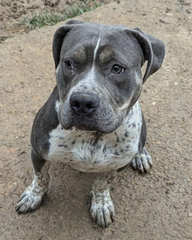 Shelly, a Adoptable mixed breed in Munford, TN image 2/3