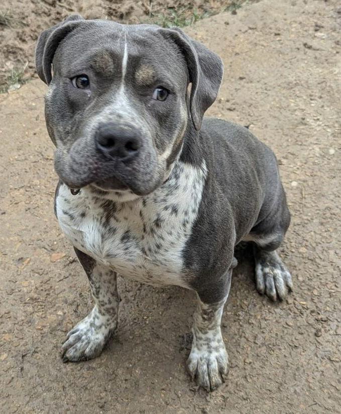 Shelly, a Adoptable mixed breed in Munford, TN image 3/3