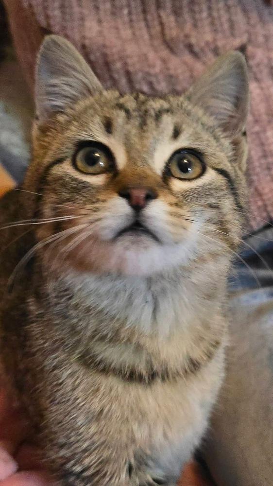 Ursula '26, Adoptable, Kitten Female Domestic Short Hair.