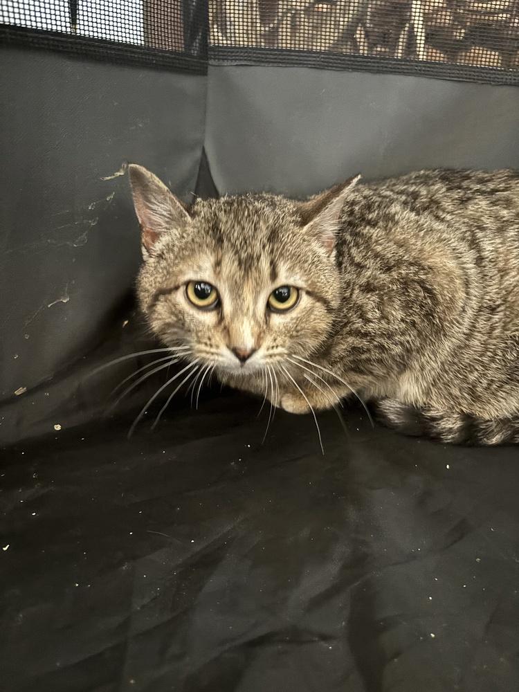 Ursula '26, a Adoptable mixed breed in Virginia Beach, VA image 3/3