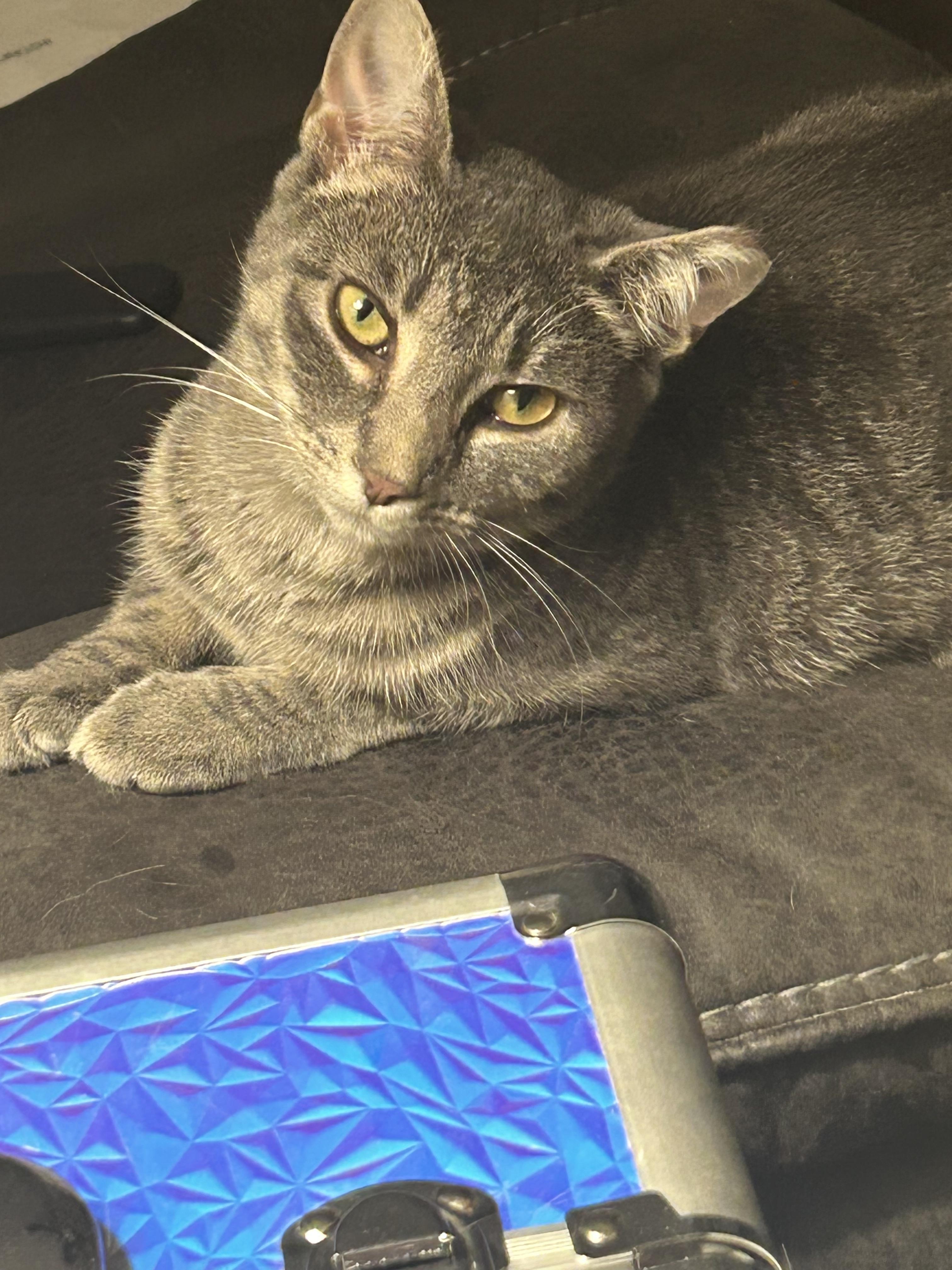 Lilly F, Adoptable, Adult Female Domestic Short Hair.