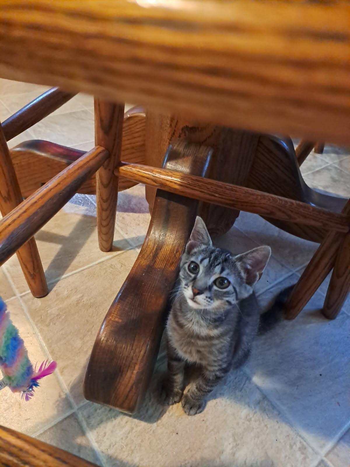 Sunny, a ADOPTABLE American Shorthair in Erwin, TN image 2/4