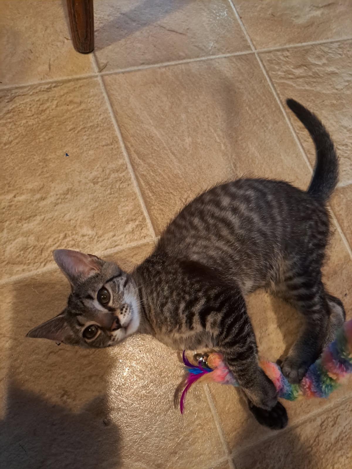Sunny, a ADOPTABLE American Shorthair in Erwin, TN image 3/4