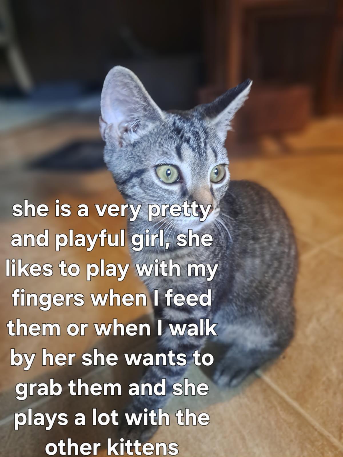 Sunny, a ADOPTABLE American Shorthair in Erwin, TN image 4/4