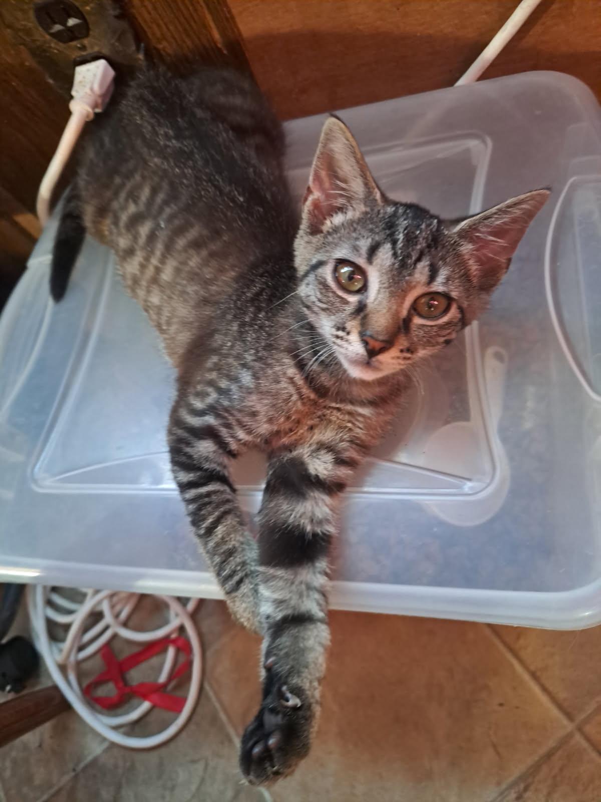 Sunny, ADOPTABLE, Young Female American Shorthair.