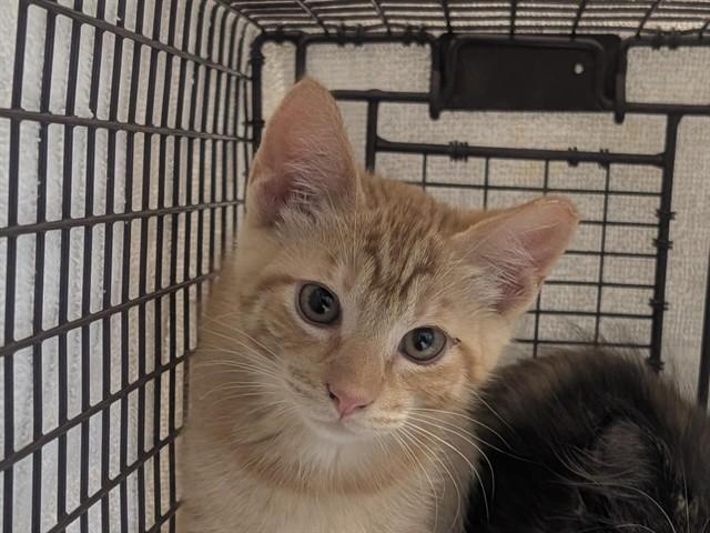 GOLDFISH, Adoptable, Kitten Male Domestic Short Hair.