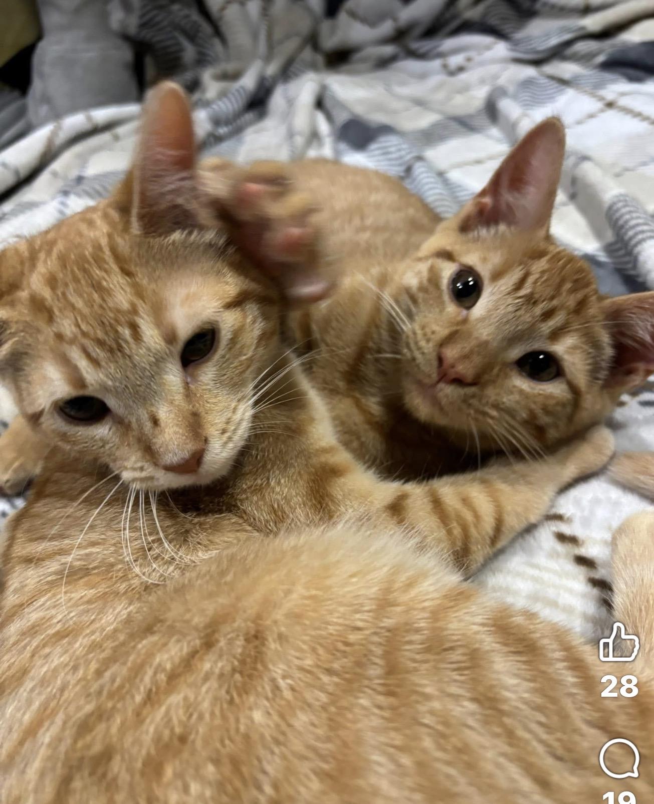 Perlah, Adoptable, Kitten Female Domestic Short Hair.