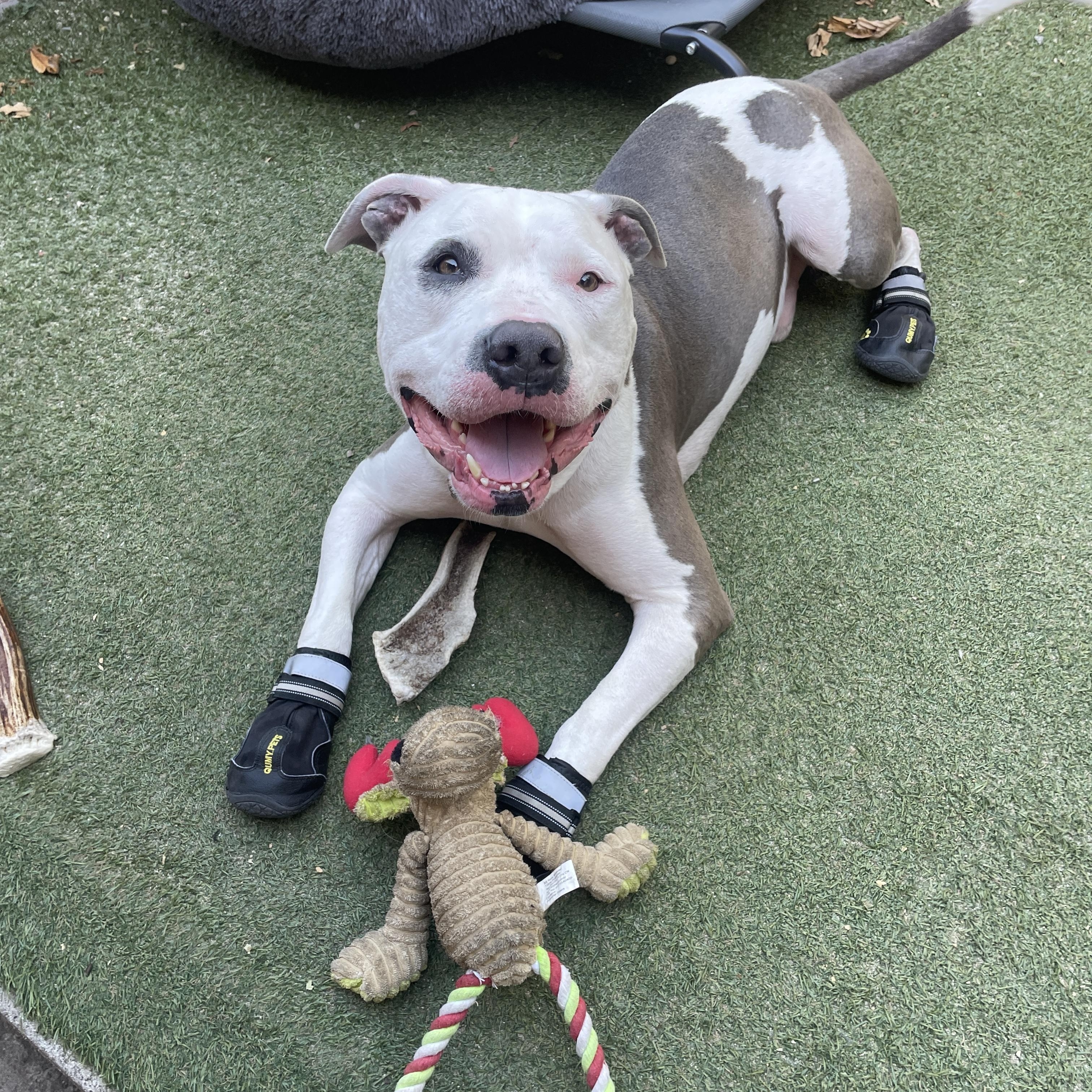 Enlarge Louie , a Adoptable mixed breed in Los Angeles, CA image 4/6