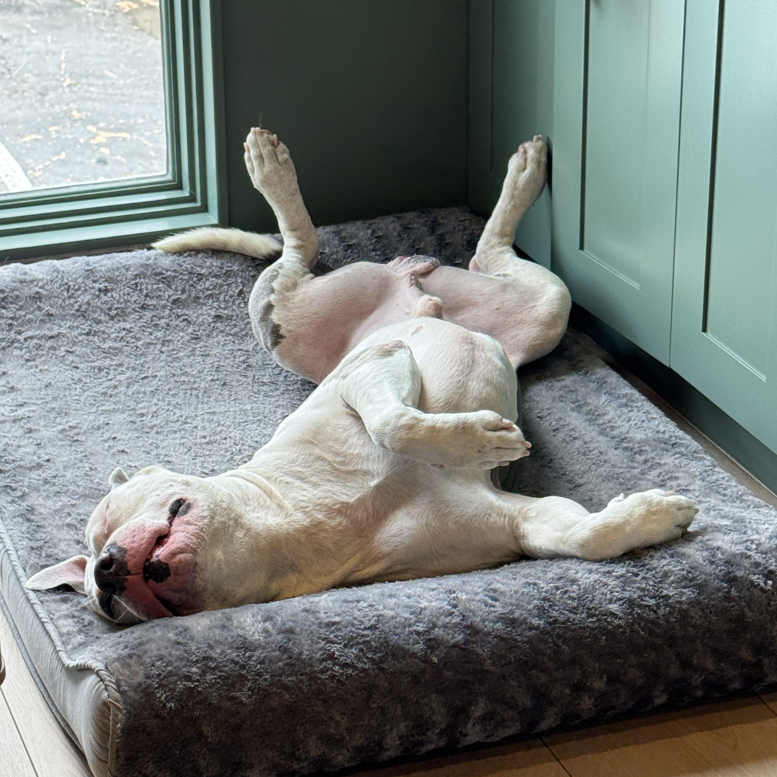 Enlarge Louie , a Adoptable mixed breed in Los Angeles, CA image 3/6