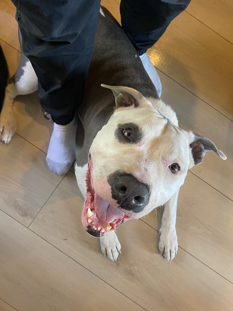 Enlarge Louie , a Adoptable mixed breed in Los Angeles, CA image 2/6