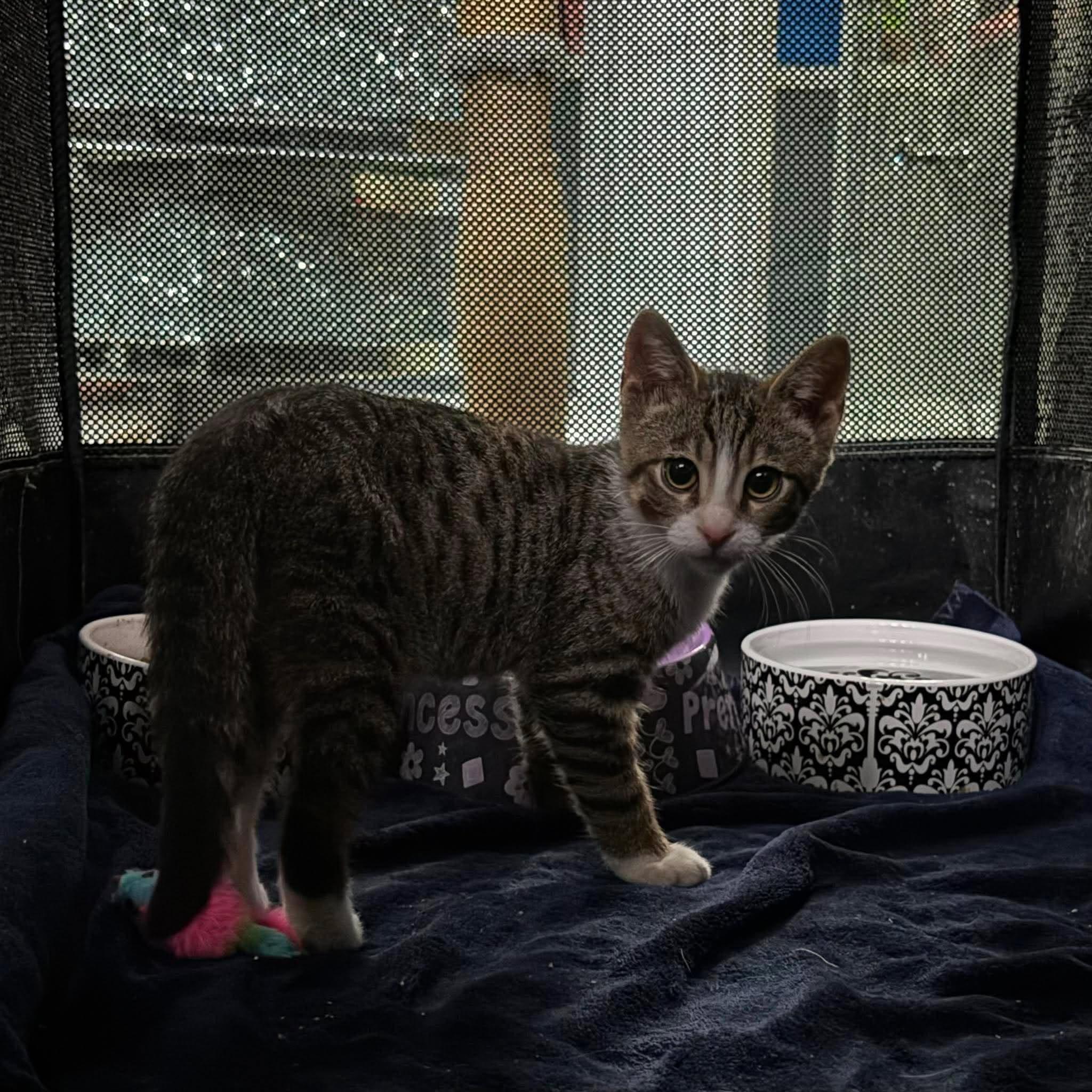 Enlarge TINY TIM, a Adoptable Domestic Short Hair in Tillsonburg, ON image 3/6