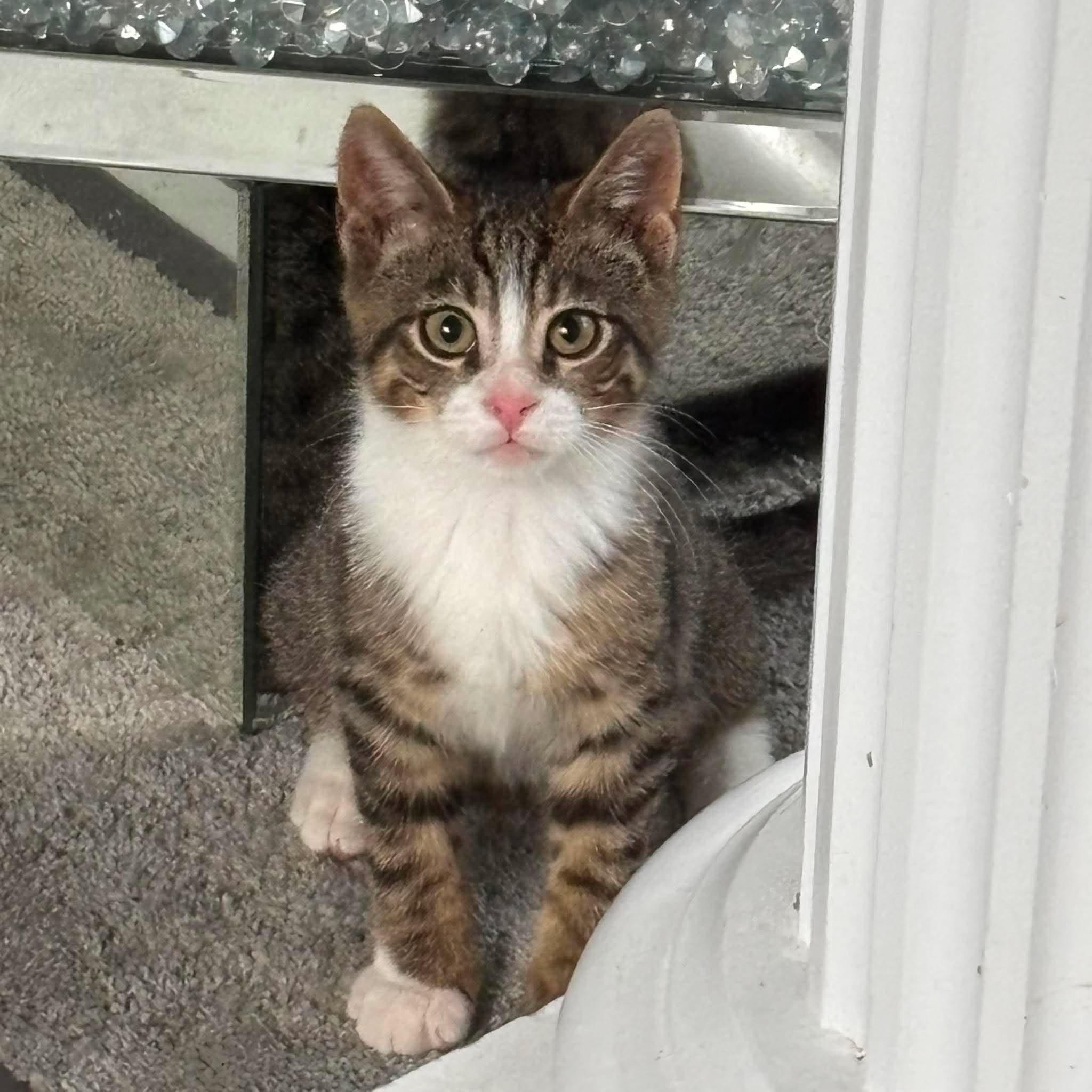 Enlarge TINY TIM, a Adoptable Domestic Short Hair in Tillsonburg, ON image 1/6