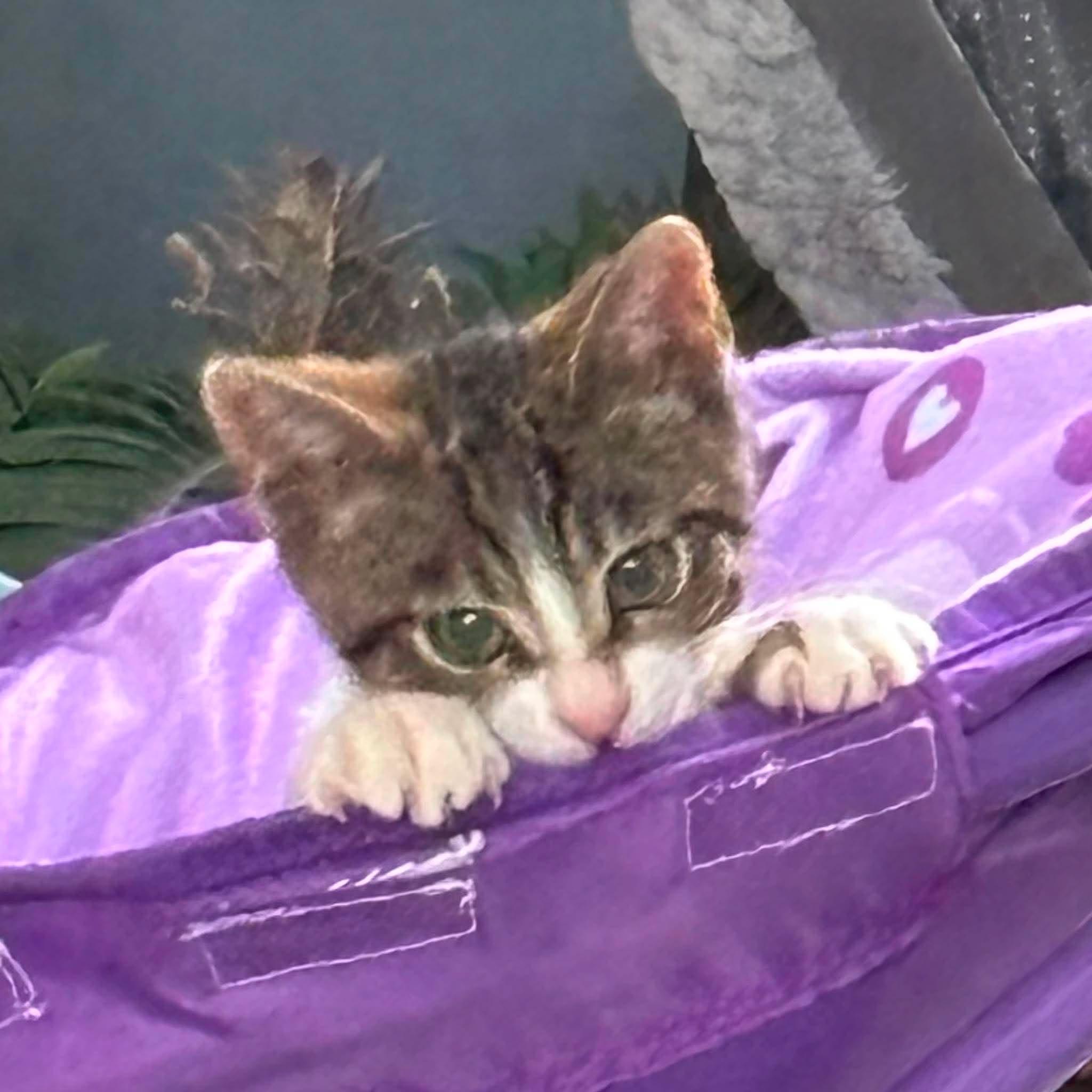 Enlarge TINY TIM, a Adoptable Domestic Short Hair in Tillsonburg, ON image 5/6