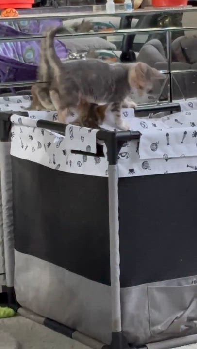 Enlarge TINY TIM, a Adoptable Domestic Short Hair in Tillsonburg, ON video 6/6