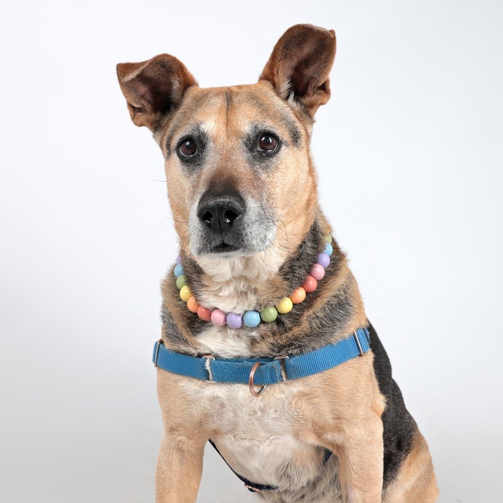 Bella, a Adoptable Mixed Breed in Murray, UT image 1/3