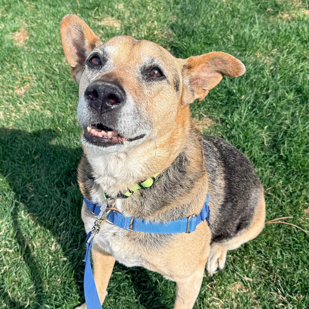 Bella, a Adoptable Mixed Breed in Murray, UT image 2/3