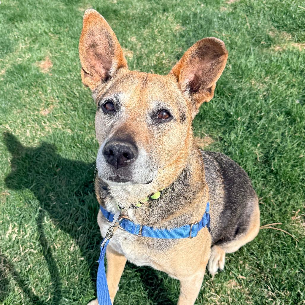 Bella, a Adoptable Mixed Breed in Murray, UT image 3/3