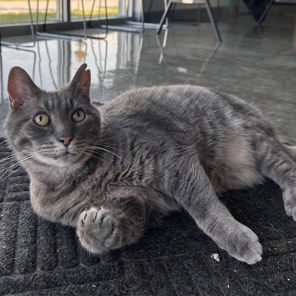 Rocco, a Adoptable Domestic Short Hair in Mount Vernon, IN image 1/6