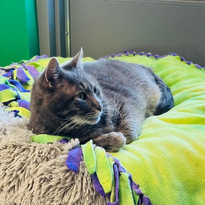 Rocco, a Adoptable Domestic Short Hair in Mount Vernon, IN image 2/6