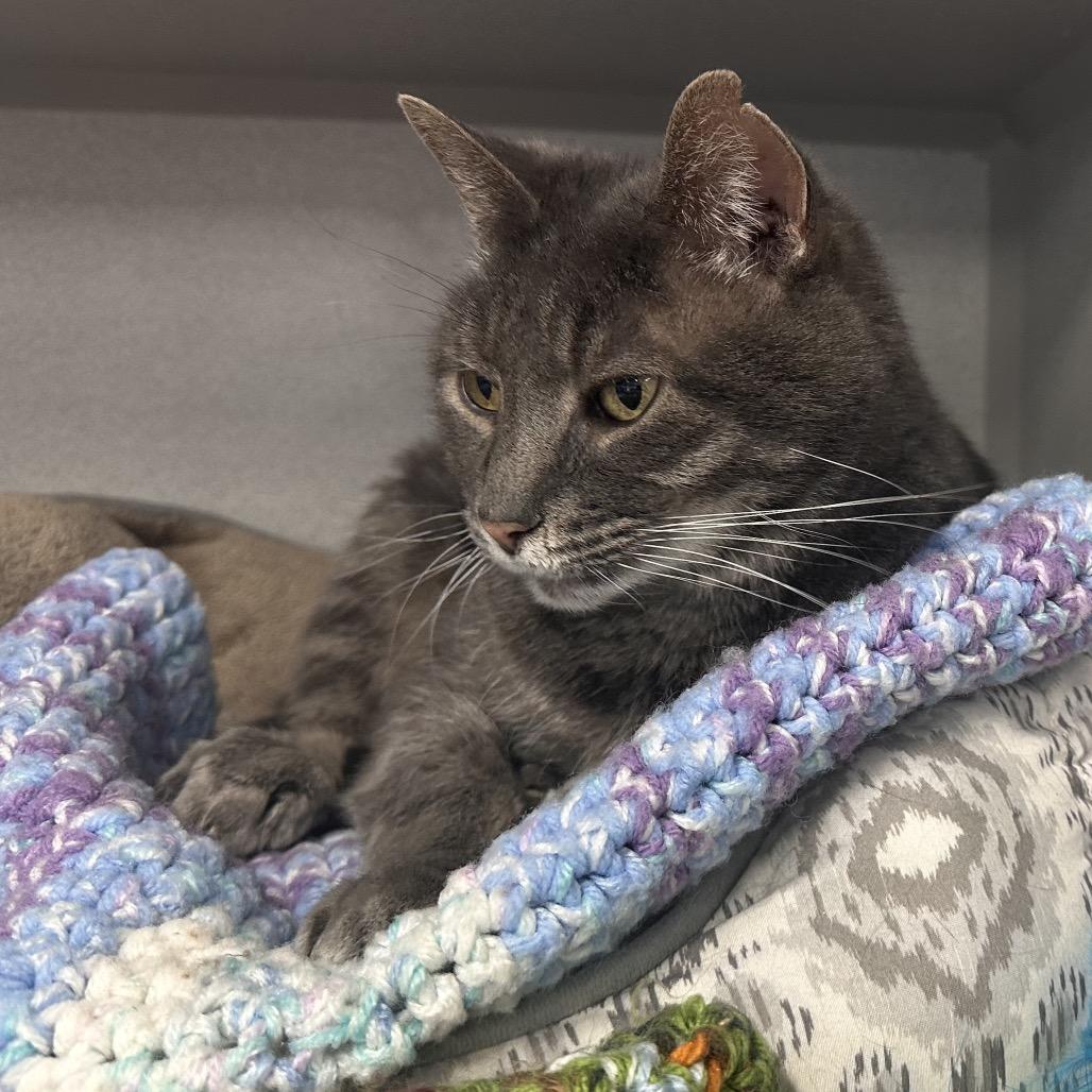 Rocco, a Adoptable Domestic Short Hair in Mount Vernon, IN image 4/6