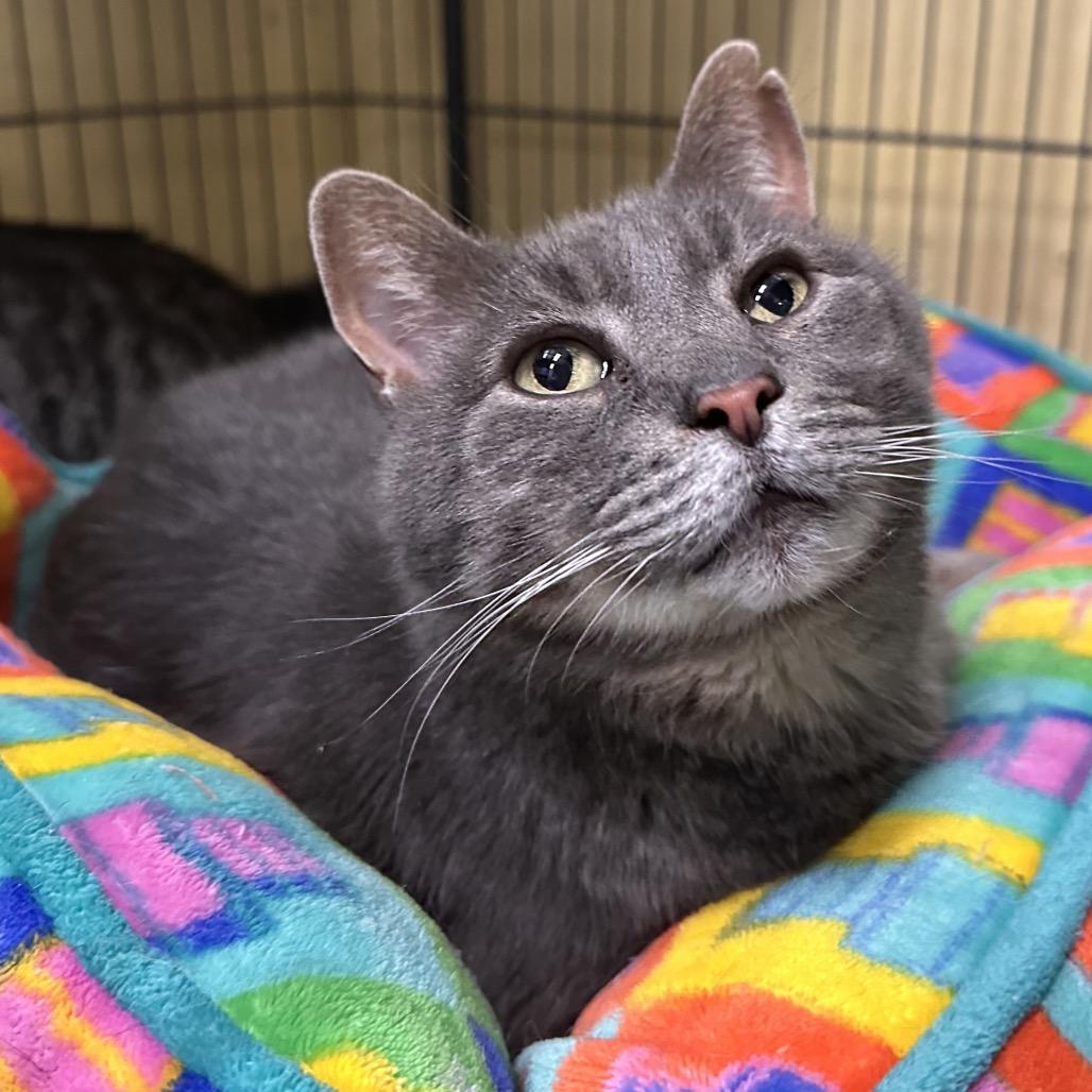 Rocco, a Adoptable Domestic Short Hair in Mount Vernon, IN image 5/6