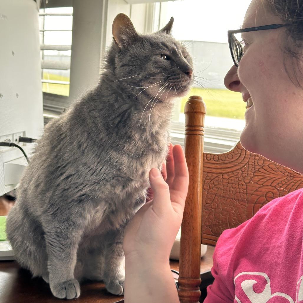 Rocco, a Adoptable Domestic Short Hair in Mount Vernon, IN image 6/6