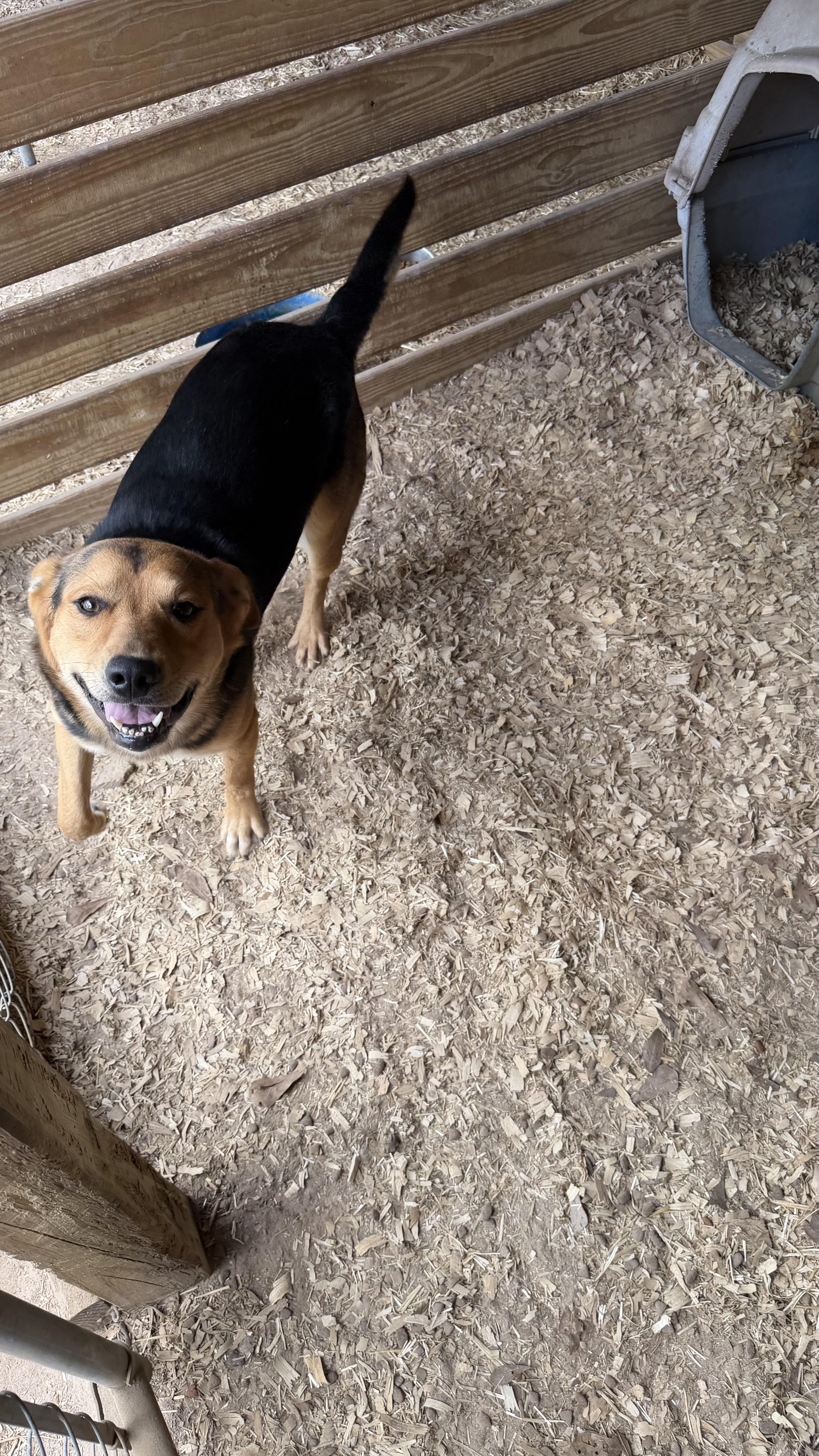 Enlarge Frito, a ADOPTABLE mixed breed in Livingston, TX image 1/1