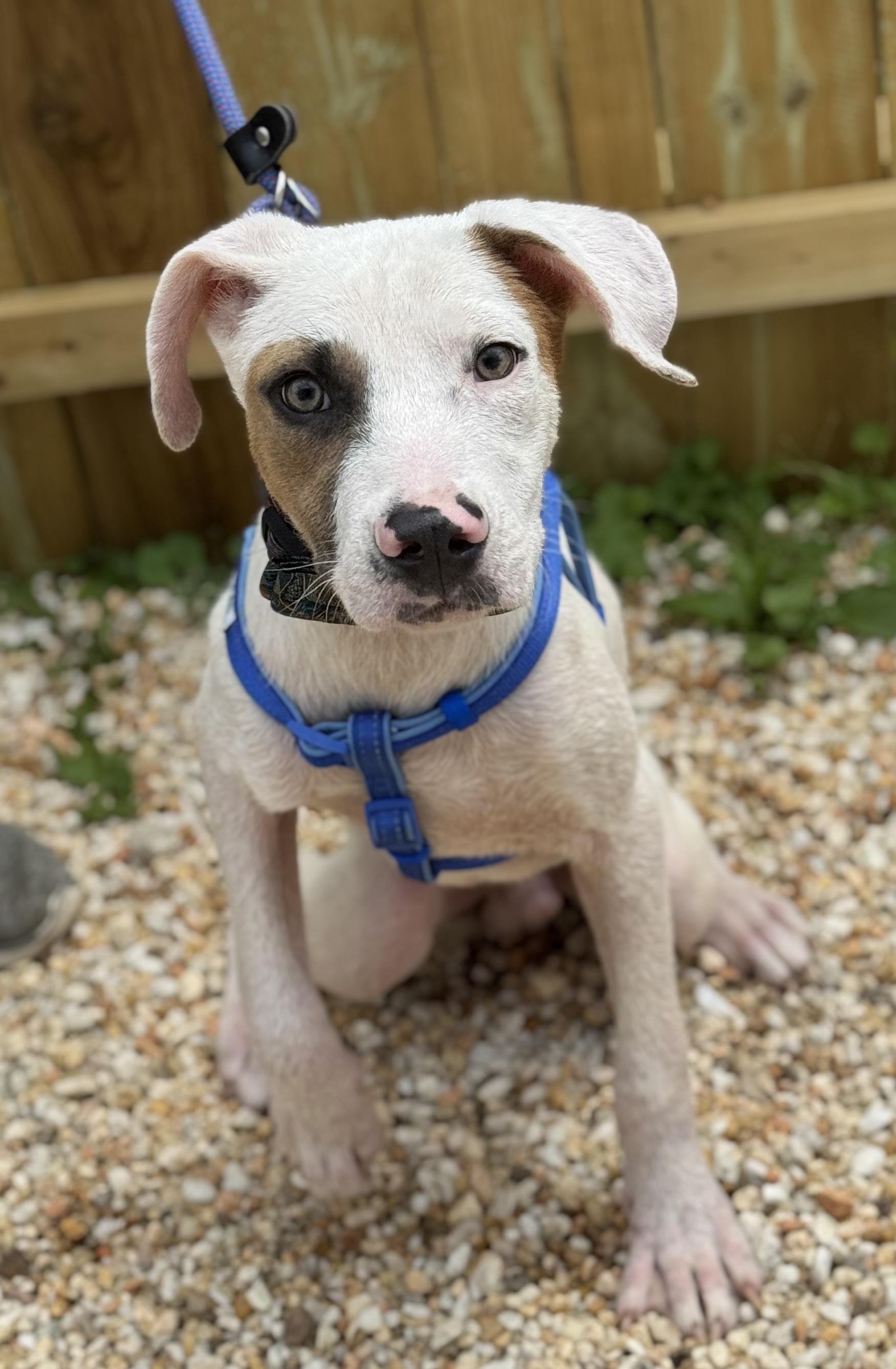 Brody, Young Male Hound
